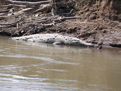 Costa Rica Wildlife - 2000 American Crocodiles in the Tarcoles River, Costa Rica