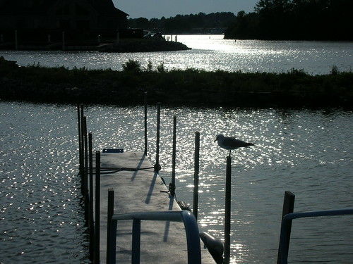 ohio lake port sunrise pier fishing lakeerie clinton seagull erie portclinton