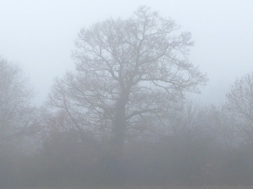 uk mist tree nature fog harlow essex