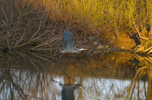 blue heron virginia great flight fredericksburg d300 nikkor70200f28