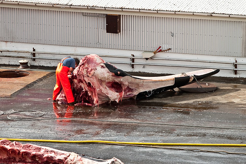 station iceland processing whale whaling 2009 scull slaughterhouse openair hvalfjörður borgarfjordur hvalur borgarfjörður whalehunting hvalfjordur headbones hvalstöðin hvalstöð july2009 1872009 hvalskurður