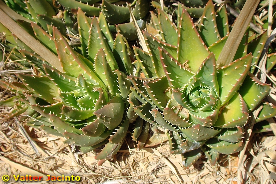 Aloe perfoliata image