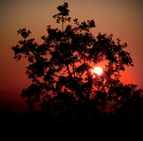 sunset red sun tree oregon canon square butte eugene skinner wildfire 50d