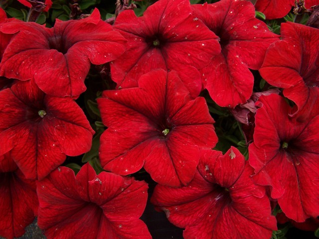 Petunia Dreams Red | Flickr - Photo Sharing!
