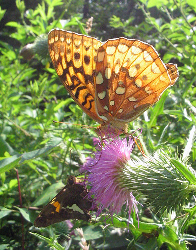 pink flower nature butterfly insect thistle meeting