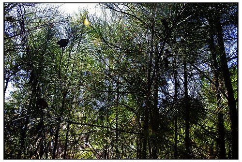 trees sunlight sunshine forest us texas tx burkeville swanksalot sethanderson