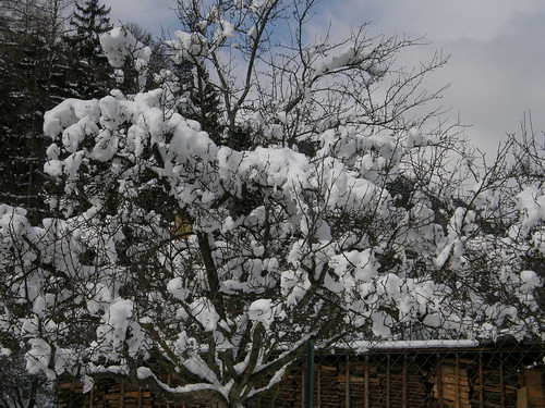 schnee winter snow niederösterreich loweraustria flatz