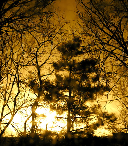 cameraphone trees sunset sepia golden pittsburgh iphoto iphone