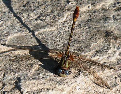 oklahoma dragonfly mountainlake odonata cartercounty gomphidae easternringtail erpetogomphusdesignatus