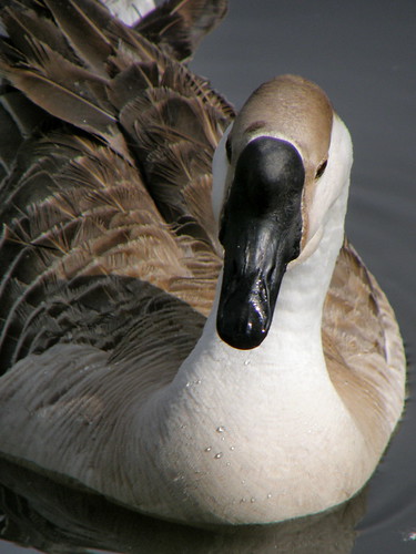 wild lake bird pond tx wildlife wing beak feather goose anser avian photocontesttnc09 dailynaturetnc09