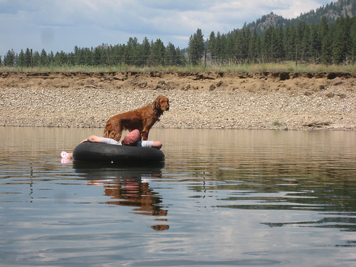 dog reflection goldenretriever river washington montana floating lisa tubing kettleriver ferrycounty