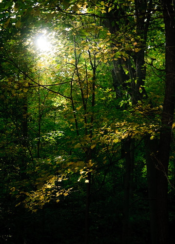 autumn trees newjersey unitedstates essexcounty nj fallfoliage newstead southmountainreservation tamron1750mmf28 essexcountyparks valleyviewdrive