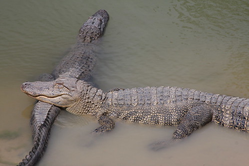 restaurant texas reptile tx alligator themepark beaumont alligatormississippiensis gatorcountry