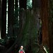 walking in the humboldt redwoods    MG 1029