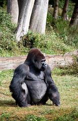Gorilla at La Vallée des Singes