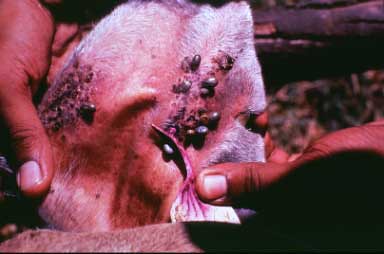 A cow's ear infested with ticks