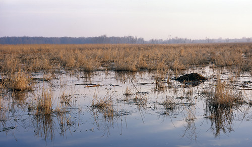 nature water landscape lodge 4x5 marsh muskrat provia100f wetland carex ondatrazibethica lakepoygan sedgemeadow linhoftechnikav poyganstatewildlifearea