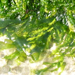 Seaweed 1 Lamorna
