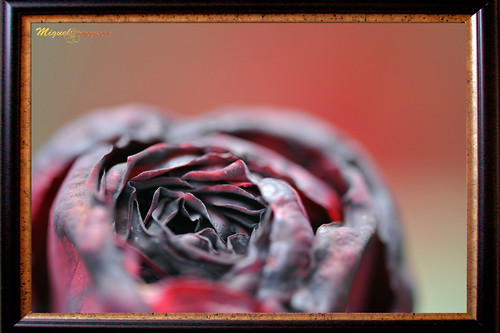 red portugal rose nikon lima bokeh rosa ponte frame vermelha sigma180mmmacro d700
