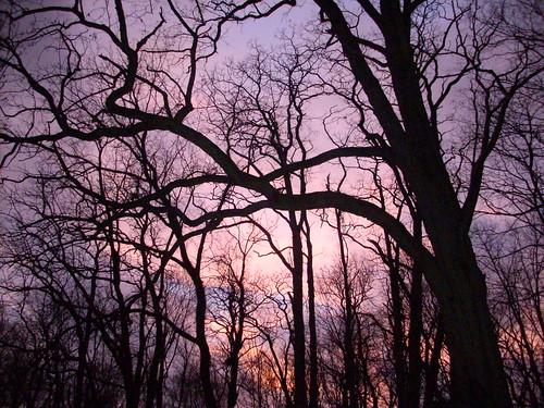 pink trees sunset sky purple february feb