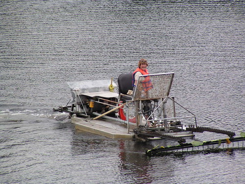 water red patty harvester volunteer abbotsford boating boat wwb fraservalley milllake people vessels work fun lilypad workboat boats myview directlyacross bc canada fraser valley active activity lotus waterlily