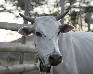 Cow in Kenya