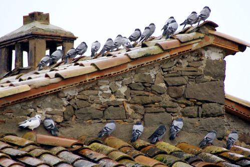 roof rain lluvia dove pigeons paloma palomas tejado doves teulada colom pluja coloms perafita aplusphoto