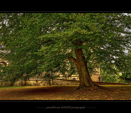 building tree art photoshop work canon germany eos yahoo google flickr raw adobephotoshop image © adobe hdr lightroom copyrighted aworkofart digitalcameraclub inspiredbylove photomatixpro pixelwork highdynamicrangeimage totalphoto 500px canoneos50d thebestofday sigma1770mmf2845dchsm thelightpainterssociety doubledragonawards “magicotouch” oneofmypics pixelwork©09photography mmmilikeit oliverhoell championsphotography theacademytreealley allphotoscopyrighted
