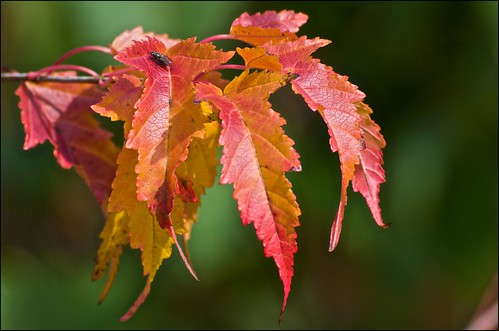 fall leaves fly maple colours
