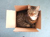 Large cat, small box