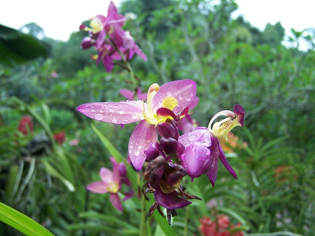 NOG - orchids