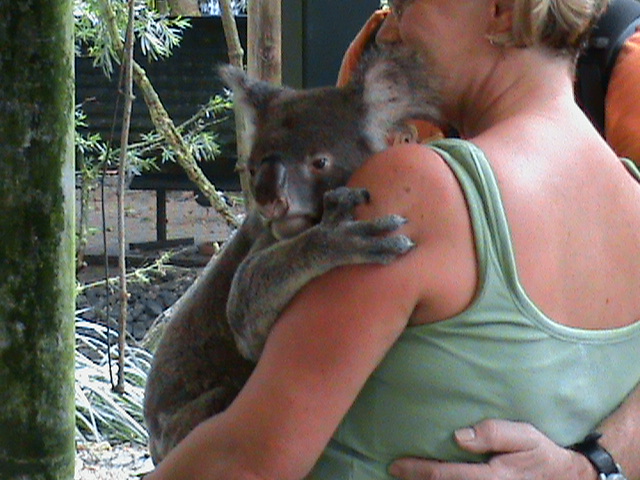 koala hug
