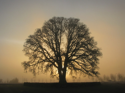 morning tree fog oregon oak powershot hillsboro g9 flickraward