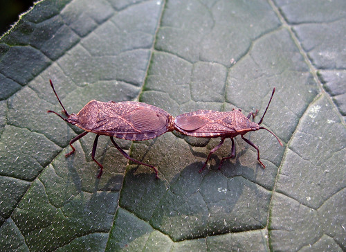 bug insect kansascity squash kansas squashbug tonganoxie anasatristis easternkansas orangetippedleaffootedbug