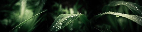 college water beautiful silver droplets drops drop pearls fergusson rainfall rains monsoons nikhilnigade