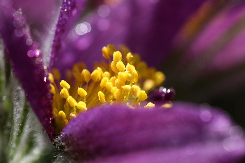 flower detail macro nature water yellow drops purple blossom bokeh drop bloom pasqueflower