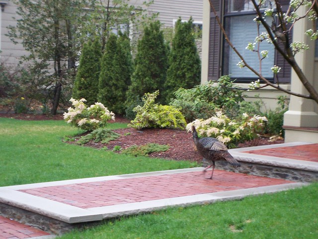 wild turkey contemplates saying hello.
