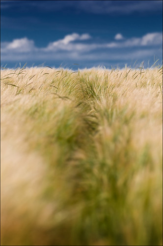 blue sky fern nature clouds bokeh wheat natur himmel wolken blau far homepage weit weizen landschaftatelierfuchs