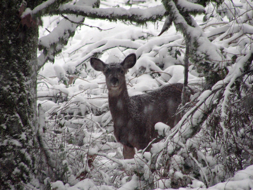 trees white snow forest woodland washington wildlife deer fawn wa canons3