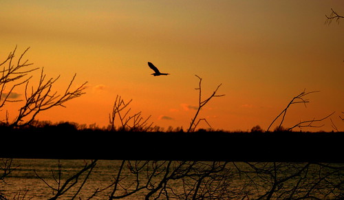 sunset ontario canada heron searchthebest flight olympus e3 southshore silhouet haybay bayofquinte southshorerd vosplusbellesphotos