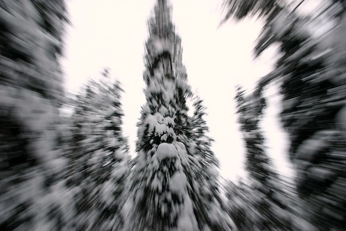snow zoom pinetrees