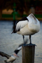 Headless Pelican