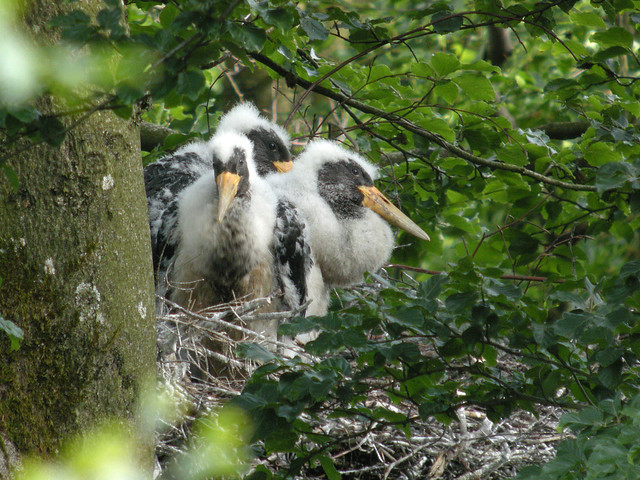 Junge Schwarzstörche (Ciconia nigra), Rocherath, Ostbelgien