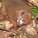 Red-bellied Lemur, Ranomafana National Park