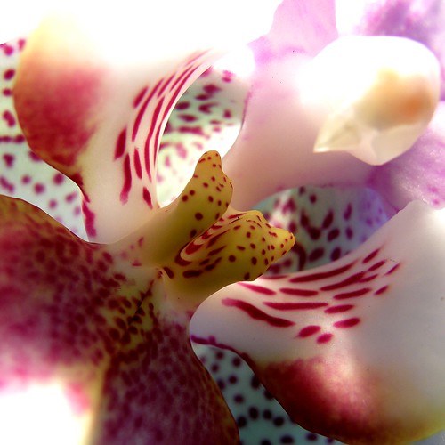 orchid flower macro fleur phalaenopsis orchidée olibac overtheexcellence orchidéepapillon flowersmacroworld olympussp560uz