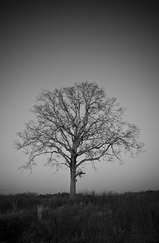 tree oak shelmangeorgialandscaped700