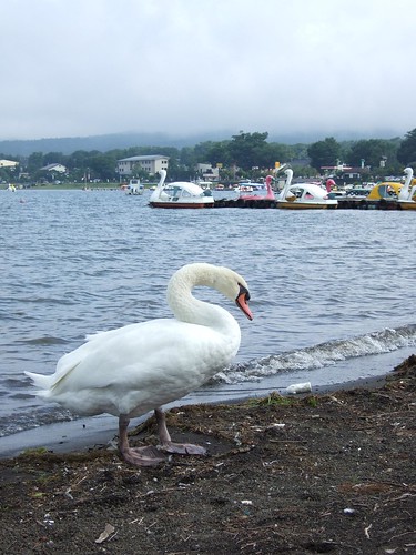 Swan Boats and The Swan