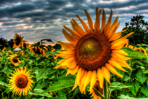 county flowers sunset sky field canon farm sunflower kansas douglas hdr xsi grinter photomatix