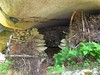 Grotte-bergerie d'Uovacce