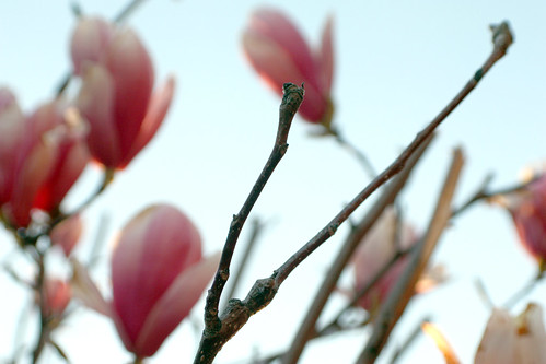 sunset flower tree blossom magnolia bud